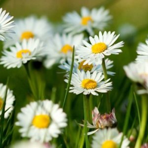 Camomile-Flowers